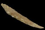 Fossil Shark (Hybodus) Dorsal Spine - Morocco #145371-1